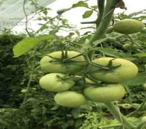 tomato-farm-Bahrain