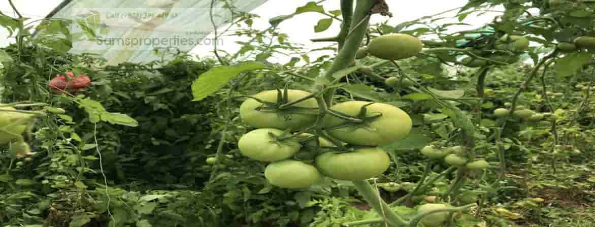 tomato-farm-Bahrain