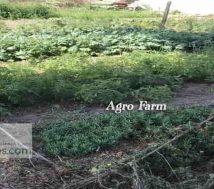 agro farm