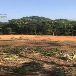 agriculture land sale Kannur