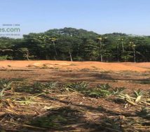 agriculture land sale Kannur