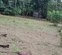 30-Cent land sale in Chengannur