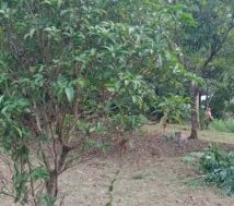 Low price house land