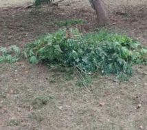 house plot Chengannur town