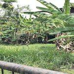Ernakulam Kochi land sale