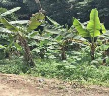A close-up view of the 27 cents of commercial land for sale near Manjadi, showing a dense growth of banana trees and other tropical plants. The foreground shows an off-road patch, likely from the TK road highway.