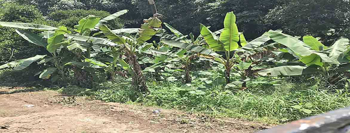 A close-up view of the 27 cents of commercial land for sale near Manjadi, showing a dense growth of banana trees and other tropical plants. The foreground shows an off-road patch, likely from the TK road highway.