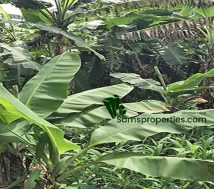 Expansive commercial land in Manjadi, Thiruvalla, covered with lush banana trees and green undergrowth, indicating fertile ground suitable for development.