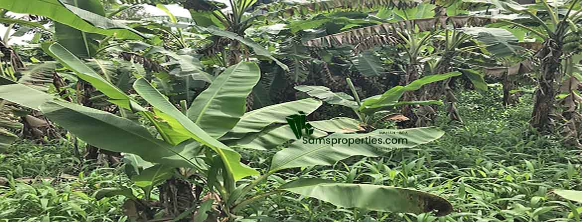Expansive commercial land in Manjadi, Thiruvalla, covered with lush banana trees and green undergrowth, indicating fertile ground suitable for development.