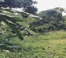 A wide-angle view of a commercial land plot near Manjadi, Thiruvalla, with overgrown grass, various plants, banana trees, and a small structure in the corner. A utility pole is visible in the background.