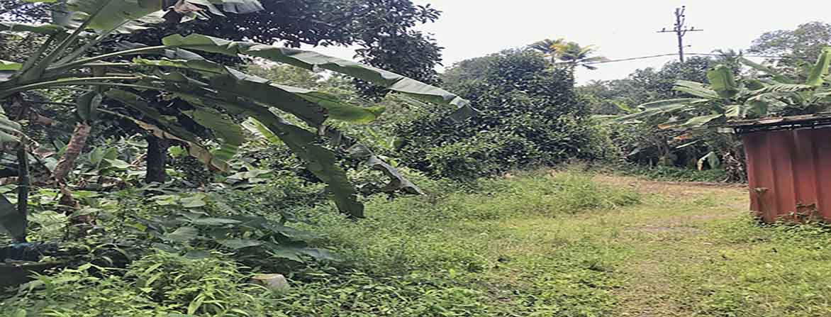 A wide-angle view of a commercial land plot near Manjadi, Thiruvalla, with overgrown grass, various plants, banana trees, and a small structure in the corner. A utility pole is visible in the background.